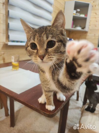 Европейская