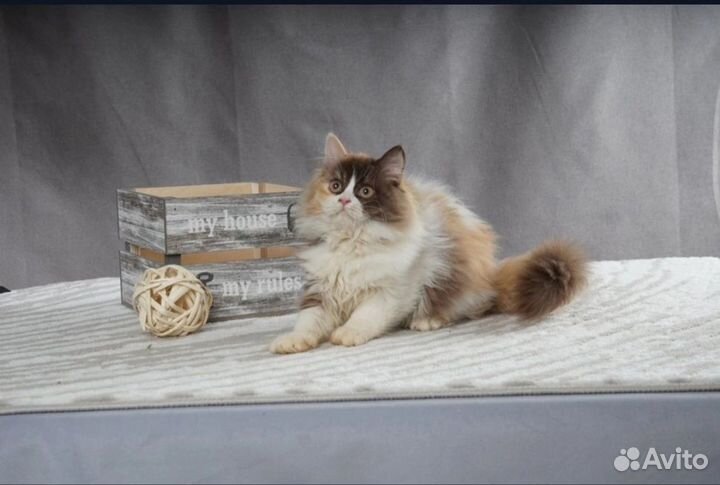 Британский котёнок Магнолия