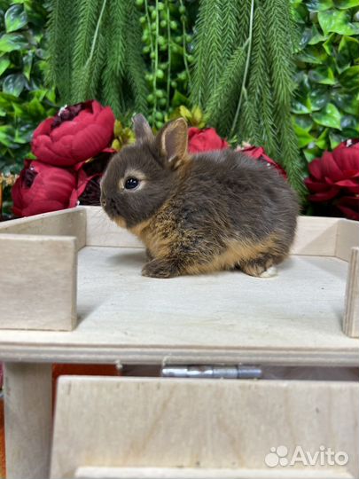 Кролик цветной карлик