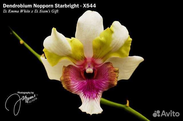 Орхидея Dendrobium/Дендробиум