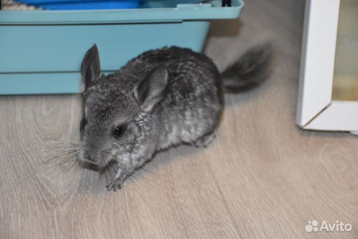 Шиншилла