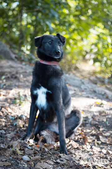 Нежный и трепетный цветочек