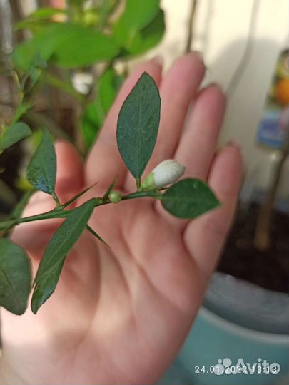 Прививаю лимоны