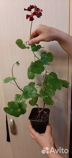 Пеларгония плющелистная красная