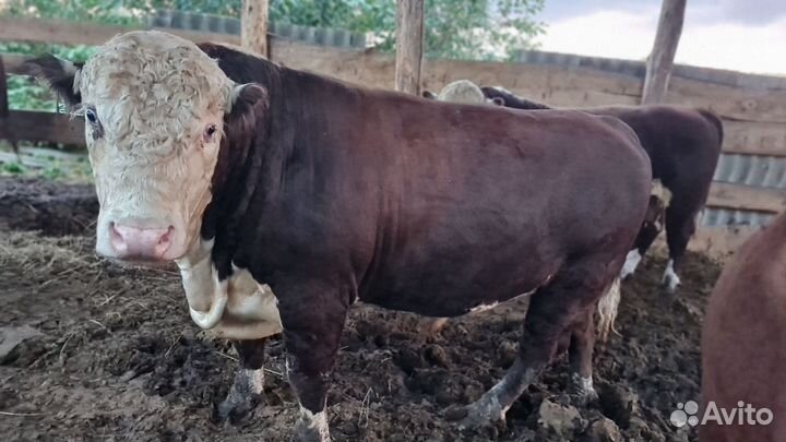 Бычки и быки Герефорды