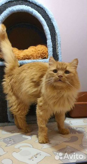 Шикарный рыжий благородный кот Арамис ищет друга