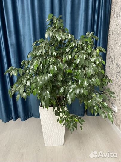 Фикус Бенджамина большой