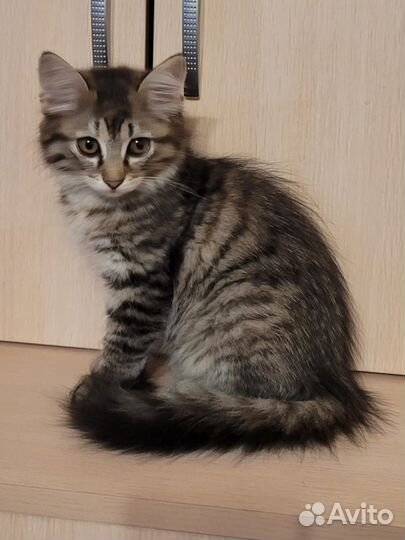 Котята бесплатно