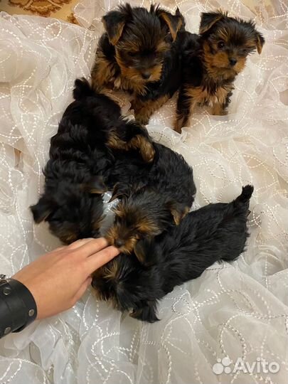 Йоркширский терьер щенки