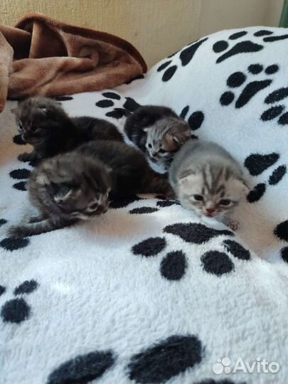 Шотландские вислоухие котята