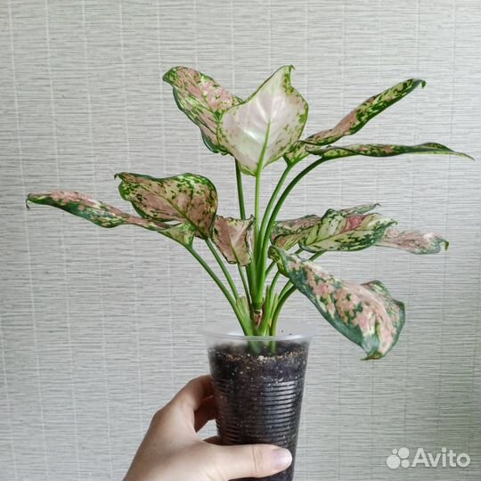 Аглаонема анимани триколор