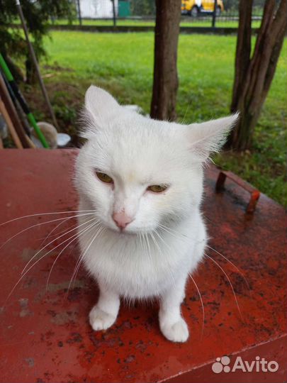 Кот белый