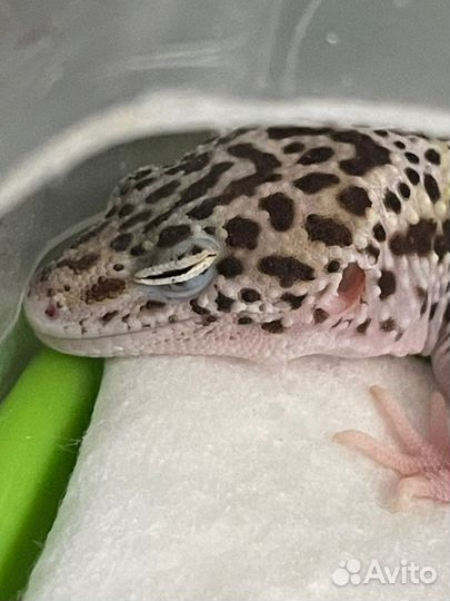 Эублефар самец