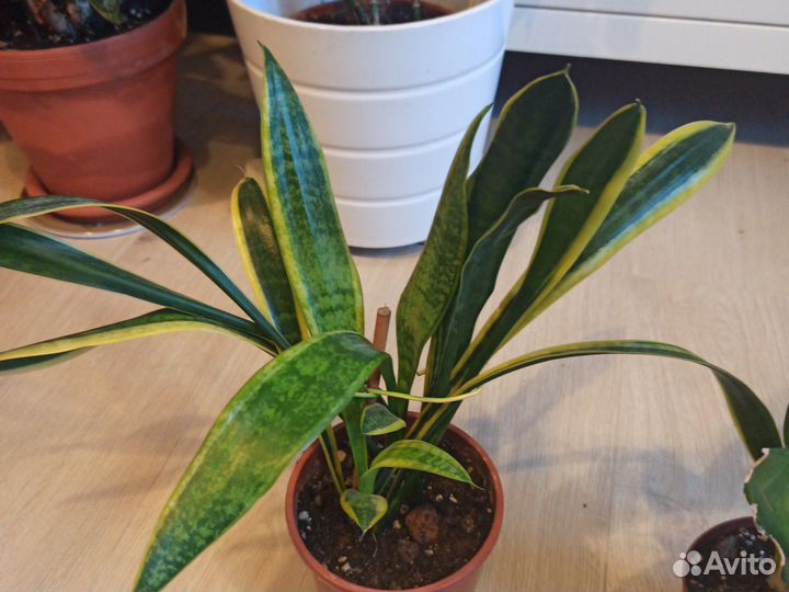 Сансевиерия