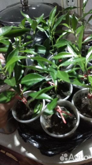 Кафрскии лайм