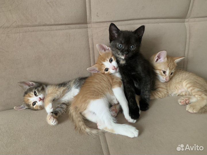 Котята в добрые руки