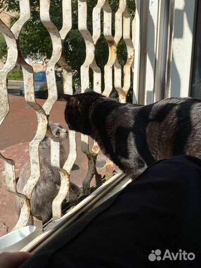 Котенок
