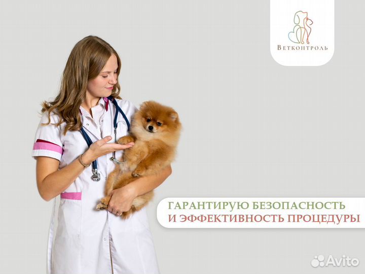 Кастрация и стерилизация собак до 6 кг с выездом