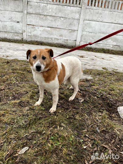 Собачка Коровка ждёт семью в приюте