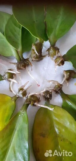 Листочки с отростками цветка Замиокулькас