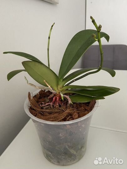 Орхидея мультифлора Эсми