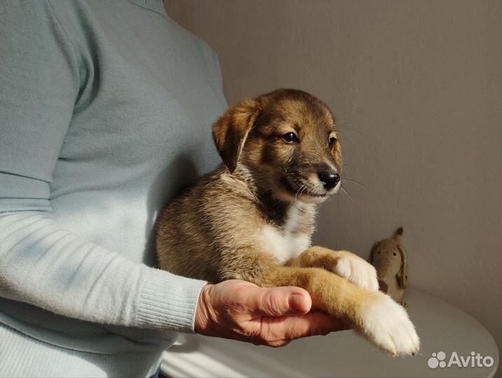 Щенок в добрые руки
