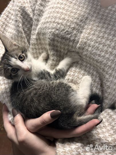 Кошечка