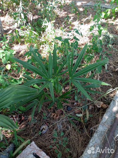 Пальма веерная