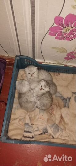 Продам котят