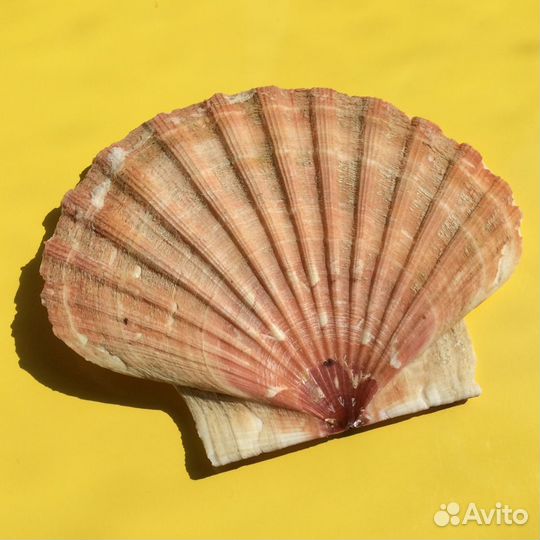 Ракушки Средиземноморья