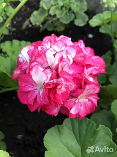 Пеларгония Princess Sandra (взрослое растение)