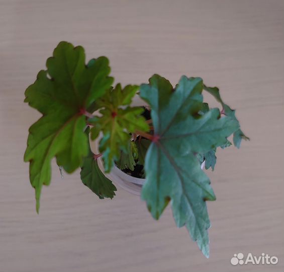 Бегония каудексная