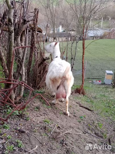 Зааненская дойная коза