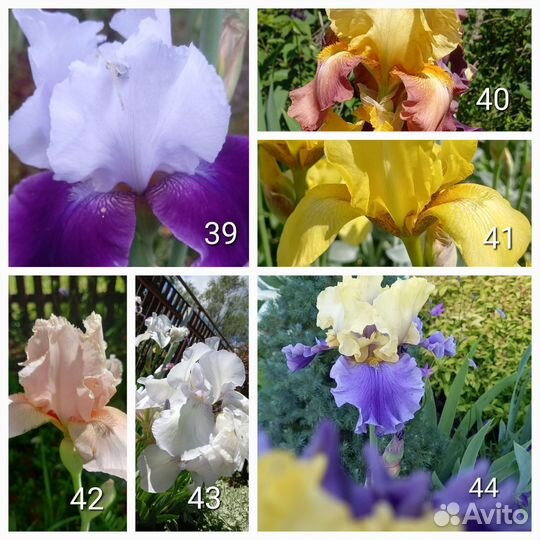 Многолетники Часть3