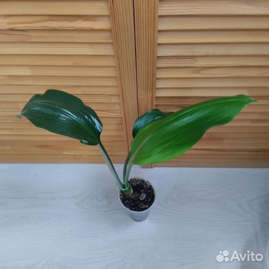 Эухарис амазонская лилия