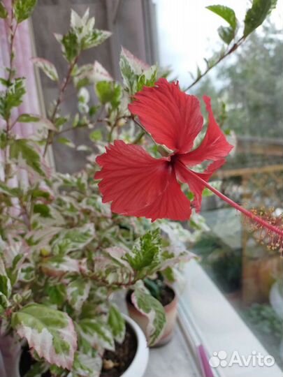 Комнатные цветы