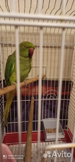 Ожереловый попугай самец