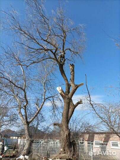 Обрезка плодовых