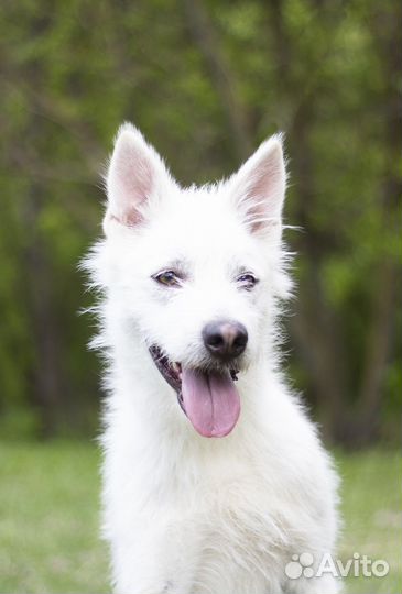 Собака метис в добрые руки