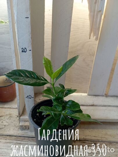 Комнатные цветы растение гардения жасминовидная