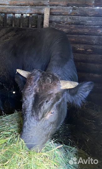 Быки на мясо живым весом