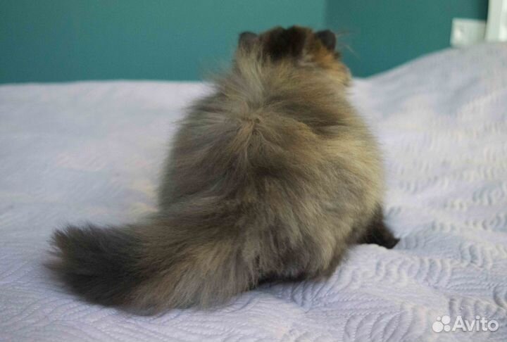 Персидская девочка