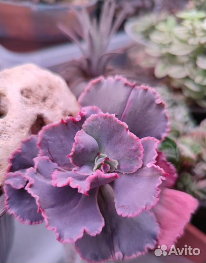 Эхеверии с наростами и капусты Часть 2