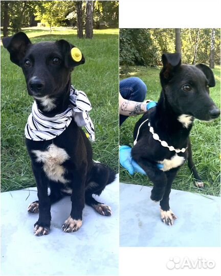 Щенок курцхаара в добрые руки