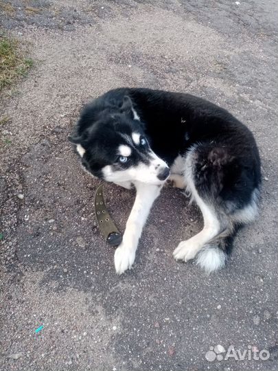 Отдам в добрые руки