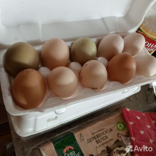 Инкубационные яйца