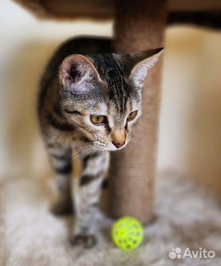 В добрые руки кошечкуЛаска