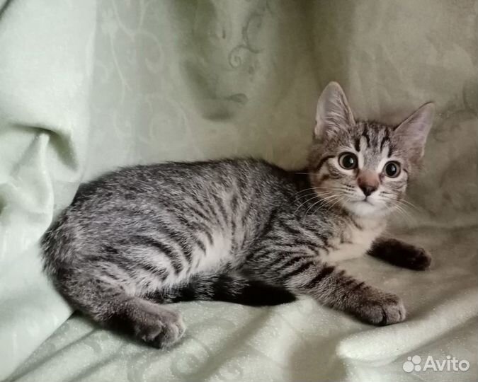 Котенок полосатик в добрые руки