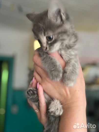 Обе девочки,игривые,лоток знают