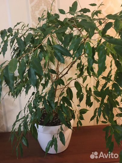 Фикус Бенджамина